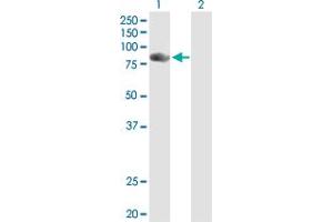 Western Blot analysis of NCKIPSD expression in transfected 293T cell line by NCKIPSD MaxPab polyclonal antibody.