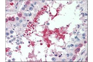 Human Testis (formalin-fixed, paraffin-embedded) stained with SIL1at 5 µg/ml followed by biotinylated anti-goat IgG secondary antibody, alkaline phosphatase-streptavidin and chromogen. (SIL1 抗体  (C-Term))