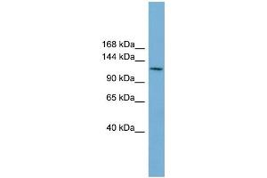 WB Suggested Anti-CDC27  Antibody Titration: 0. (CDC27 抗体  (Middle Region))