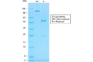 SDS-PAGE Analysis of Purified CD45RB Rabbit Recombinant Monoclonal Antibody (PTPRC/1783R). (Recombinant CD45 抗体)