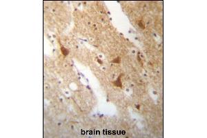 ELAVL3 Antibody (N-term) (ABIN657256 and ABIN2846353) immunohistochemistry analysis in formalin fixed and paraffin embedded human brain tissue followed by peroxidase conjugation of the secondary antibody and DAB staining. (HuC/ELAVL3 抗体  (N-Term))