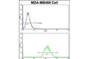 Flow cytometric analysis of MDA-MB468 cells using DFNA5 Antibody (N-term)(bottom histogram) compared to a negative control cell (top histogram)FITC-conjugated goat-anti-rabbit secondary antibodies were used for the analysis. (DFNA5 抗体  (N-Term))