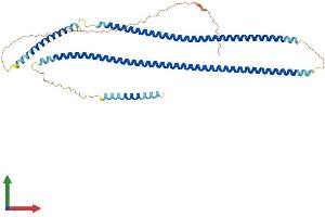 Protein Structure (PS) image for Keratin 25 (KRT25) (AA 1-446) protein (His tag) (ABIN7559834)