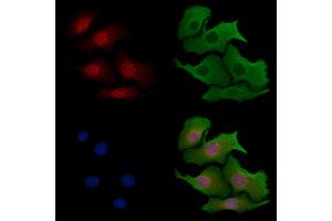 ABIN6257304 and ABIN6273553 staining Hela cells by IF/ICC.