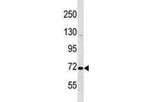 Oct-1 antibody western blot analysis in K562 lysate.