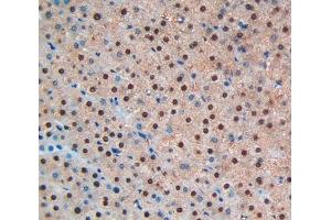 Used in DAB staining on fromalin fixed paraffin- embedded liver tissue (BNP 抗体  (AA 27-134))