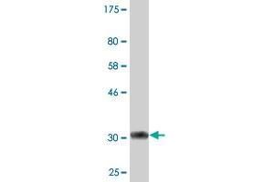 Western Blot detection against Immunogen (33. (PSCA 抗体  (AA 23-95))