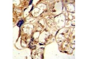 Immunohistochemistry (IHC) image for anti-ATP-Binding Cassette, Sub-Family G (WHITE), Member 2 (ABCG2) (AA 305-335) antibody (ABIN3030062)