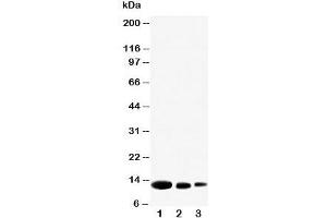 Western blot testing of CXCL9 antibody and Lane 1:  recombinant human protein 10ng;  2: 5ng;  3: 2. (CXCL9 抗体  (N-Term))