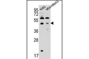 SNX29 Antibody (C-term) (ABIN657262 and ABIN2846357) western blot analysis in K562,MDA-M cell line lysates (35 μg/lane). (SNX29 抗体  (C-Term))