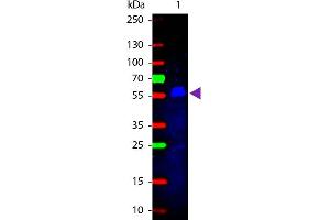 Western Blot of Rabbit anti-Mouse IgG2b (Gamma 2b chain) Fluorescein Conjugated Antibody. (兔 anti-小鼠 IgG2b (Heavy Chain) Antibody (FITC) - Preadsorbed)