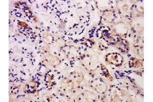 Formalin-fixed and paraffin embedded human kidney labeled with Anti-Caspase-6 Polyclonal Antibody, Unconjugated  at 1:200 followed by conjugation to the secondary antibody and DAB staining. (Caspase 6 抗体  (AA 151-250))