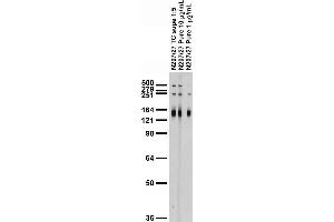 Adult rat brain membrane immunoblot