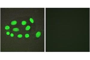 Immunofluorescence analysis of A549 cells, using SPZ1 Antibody. (SPZ1 抗体  (AA 111-160))