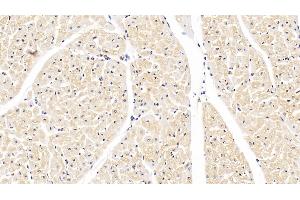 Detection of SOD1 in Bovine Cardiac Muscle Tissue using Monoclonal Antibody to Superoxide Dismutase 1 (SOD1) (SOD1 抗体  (AA 2-152))