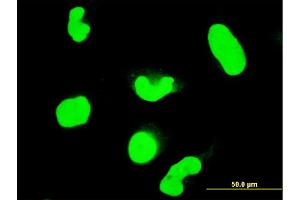Immunofluorescence (IF) image for anti-Signal Transducer and Activator of Transcription 6, Interleukin-4 Induced (STAT6) (AA 694-801) antibody (ABIN563038)