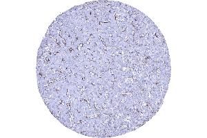 anti-Thrombomodulin (THBD) (AA 69-194) antibody