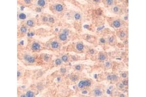 IHC-P analysis of Mouse Tissue, with DAB staining. (Prothrombin 抗体  (AA 325-618))