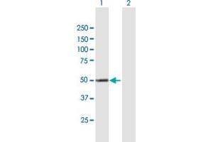 Western Blot analysis of CYP4X1 expression in transfected 293T cell line by CYP4X1 MaxPab polyclonal antibody. (CYP4X1 抗体  (AA 1-509))