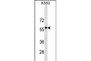 PBX3 Antibody (N-term) (ABIN1881636 and ABIN2838640) western blot analysis in K562 cell line lysates (35 μg/lane). (PBX3 抗体  (N-Term))