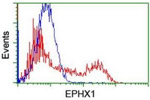 Image no. 2 for anti-Epoxide Hydrolase 1, Microsomal (Xenobiotic) (EPHX1) (AA 21-230) antibody (ABIN1491195) (EPHX1 抗体  (AA 21-230))