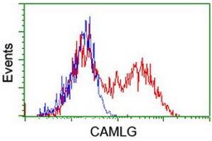 Flow Cytometry (FACS) image for anti-Calcium Modulating Ligand (CAMLG) antibody (ABIN1497089) (CAMLG 抗体)