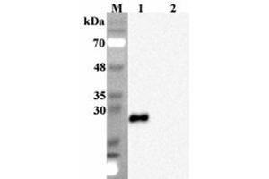 Western blot analysis using anti-FGF-19 (human), mAb (FG369-1)  at 1:2000 dilution. (FGF19 抗体)