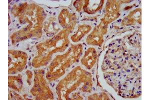IHC image of ABIN7155077 diluted at 1:400 and staining in paraffin-embedded human kidney tissue performed on a Leica BondTM system. (HPS6 抗体  (AA 221-319))
