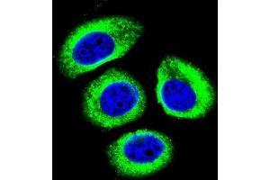 Immunofluorescence (IF) image for anti-Low Density Lipoprotein Receptor-Related Protein 12 (LRP12) antibody (ABIN2996357) (LRP12 抗体)