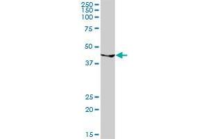 GATA1 MaxPab rabbit polyclonal antibody. (GATA1 抗体  (AA 1-413))