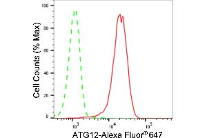 anti-Autophagy Related 12 (ATG12) antibody