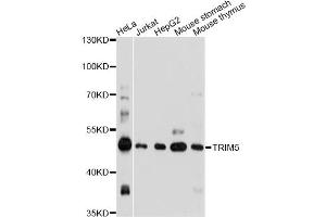 Western blot analysis of extracts of various cell lines, using TRIM5 antibody. (TRIM5 抗体)