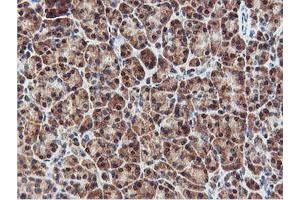 Image no. 4 for anti-Arginyl Aminopeptidase (Aminopeptidase B) (RNPEP) antibody (ABIN1500729) (RNPEP 抗体)