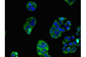Immunofluorescence (IF) image for anti-Secretin Receptor (SCTR) (AA 51-135) antibody (ABIN7168699)