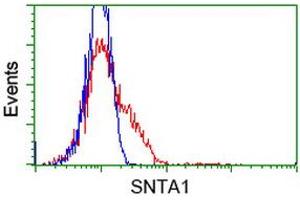 HEK293T cells transfected with either RC204480 overexpress plasmid (Red) or empty vector control plasmid (Blue) were immunostained by anti-SNTA1 antibody (ABIN2453663), and then analyzed by flow cytometry. (SNTA1 抗体)