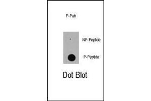Dot blot analysis of anti-Phospho-E-S89 Pab (ABIN389618 and ABIN2839622) on nitrocellulose membrane. (p300 抗体  (pSer89))