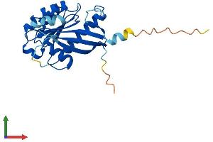 Protein Structure (PS) image for RAB4A, Member RAS Oncogene Family (RAB4A) (AA 1-218) protein (His tag) (ABIN7556469)