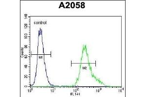 UBXN2A Antibody (C-term) (ABIN655308 and ABIN2844890) flow cytometric analysis of  cells (right histogram) compared to a negative control cell (left histogram). (UBXN2A 抗体  (C-Term))