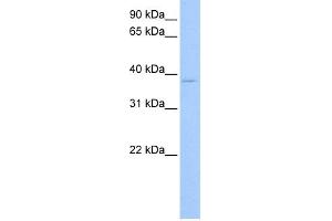 WB Suggested Anti-RPL3 Antibody Titration:  0. (RPL3 抗体  (C-Term))