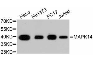 Western blot analysis of extracts of various cell lines, using MAPK14 antibody (ABIN5997045). (MAPK14 抗体)