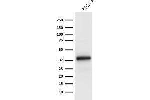 Western Blot Analysis of MCF-7 cell lysate using Ep-CAM Monoclonal Antibody (EGP40/1798). (EpCAM 抗体  (Extracellular Domain))