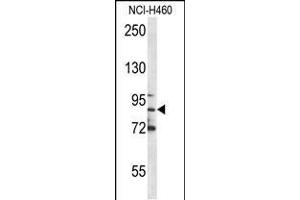 Western blot analysis in NCI-H460 cell line lysates (35ug/lane). (Myeloperoxidase 抗体  (C-Term))