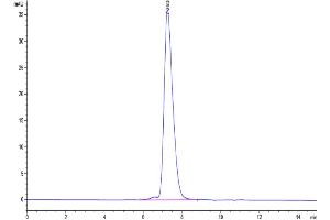 The purity of Biotinylated Human KIR2DL1 is greater than 95 % as determined by SEC-HPLC. (KIR2DL1 Protein (AA 22-242) (His-Avi Tag,Biotin))