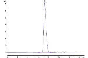 The purity of Biotinylated Human KIR2DL1 is greater than 95 % as determined by SEC-HPLC. (KIR2DL1 Protein (His-Avi Tag,Biotin))