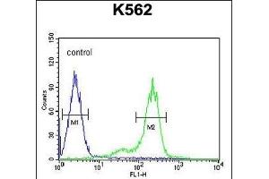 Z Antibody (C-term) (ABIN654731 and ABIN2844419) flow cytometric analysis of K562 cells (right histogram) compared to a negative control cell (left histogram). (ZNF572 抗体  (C-Term))