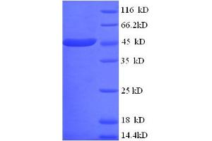 SDS-PAGE (SDS) image for Apolipoprotein A-IV (APOA4) (AA 21-395) protein (GST tag) (ABIN5709059)
