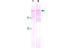 Detection of Nup153 by Western blotting with Nup153 monoclonal antibody, clone R4C8 . (NUP153 抗体)