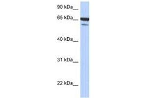 Image no. 1 for anti-TGF-beta Activated Kinase 1/MAP3K7 Binding Protein 1 (TAB1) (N-Term) antibody (ABIN6743724) (TAB1 抗体  (N-Term))