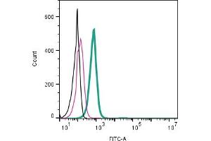 Cell surface detection of LAT2 (SLC7A8) by direct flow cytometry in live intact mouse P815 mastocytoma cell line: + Rabbit IgG Isotype Control-FITC (ABIN7582044).