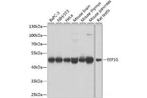 Western blot analysis of extracts of various cell lines using EEF1G Polyclonal Antibody at dilution of 1:1000. (EEF1G 抗体)